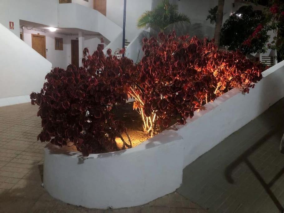 Apartamento Lucia Garden City Con Piscina Climatizada Playa Fanabe Luaran gambar